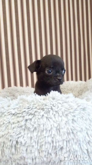 Мини чихуашки