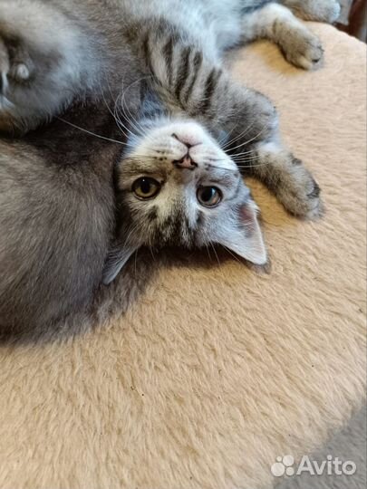 Кошка бесплатно