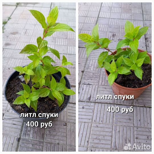 Метельчатые гортензии