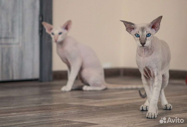 Котик породы Петерболд с документами