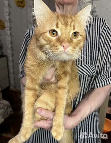 Котик ищет себе дом