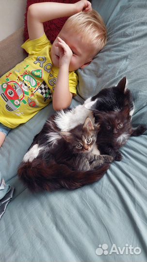 Котята в добрые руки даром