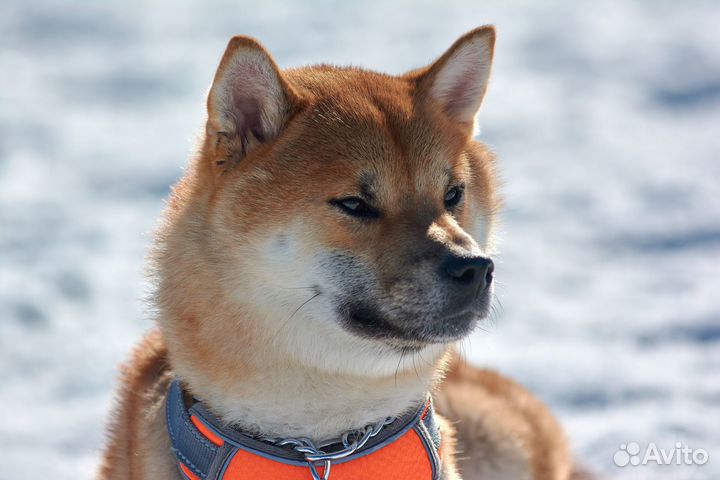 Вязка кобель