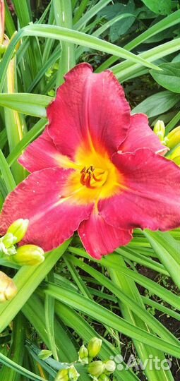 Лилейники сортовые