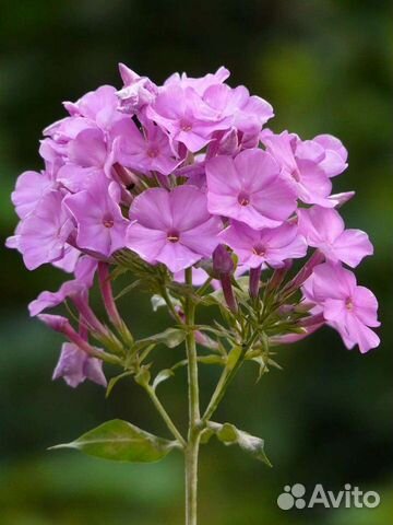 Флоксы и другие многолетние для сада