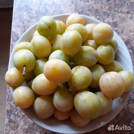 Алыча Злато скифов