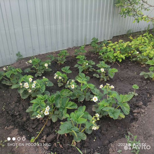 Саженцы клубники 