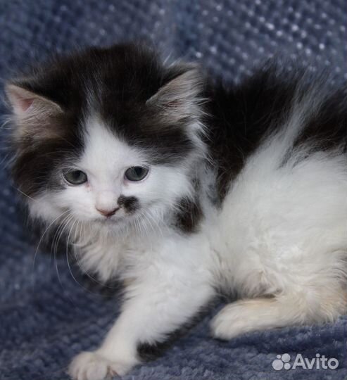 Котик пушистый