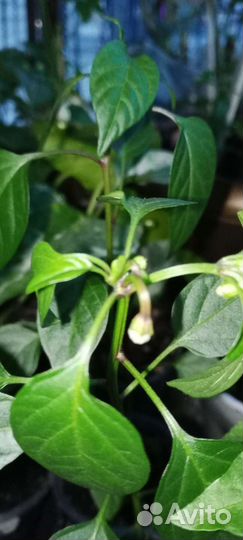 Комнатные перчики