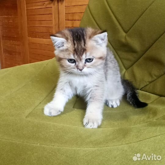 Котята британские