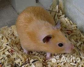 Сирийский хомяк