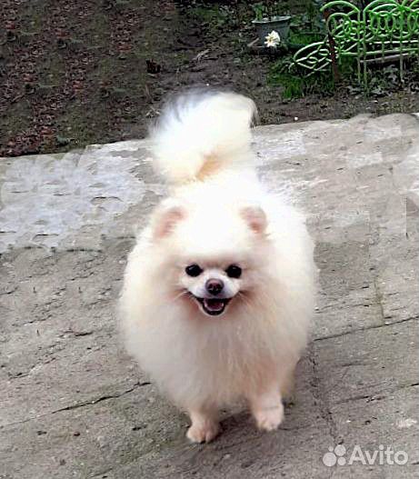 Девочки Микро помы и Вязка