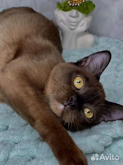 Девочка соболь европейская бурманская