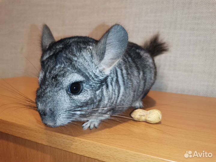 Шиншилла, 2 мальчика