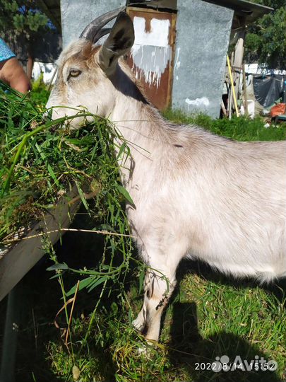 Коза дойная, козочка, козлёнок, козел