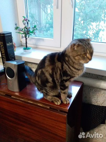 Вислоухая стерилизованная кошка