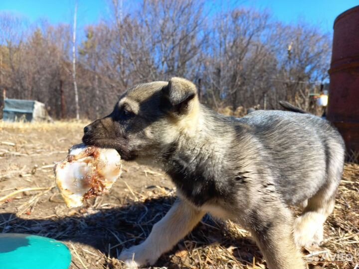 Щенки бесплатно