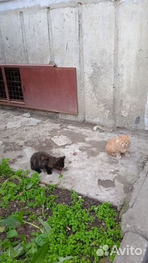 Котятки бесплатно