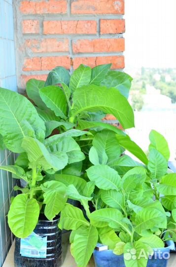 Саженцы натурального табака. Популярные сорта