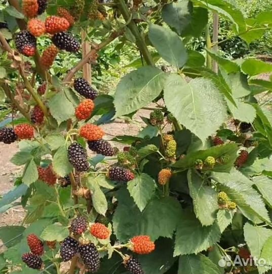 Ежевика натчез, блэк мэджик