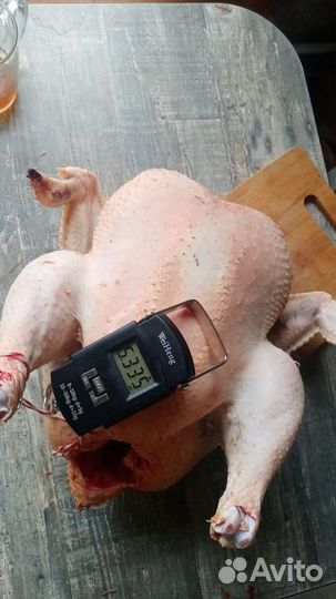 Домашние бройлеры