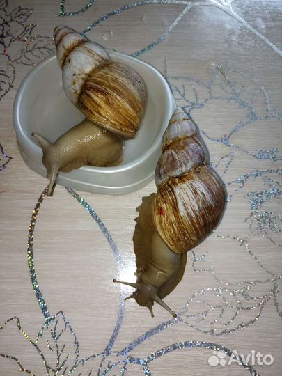 Улитки ахатины большие