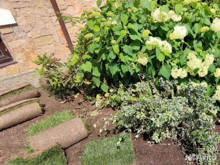 Отличный газон под ключ