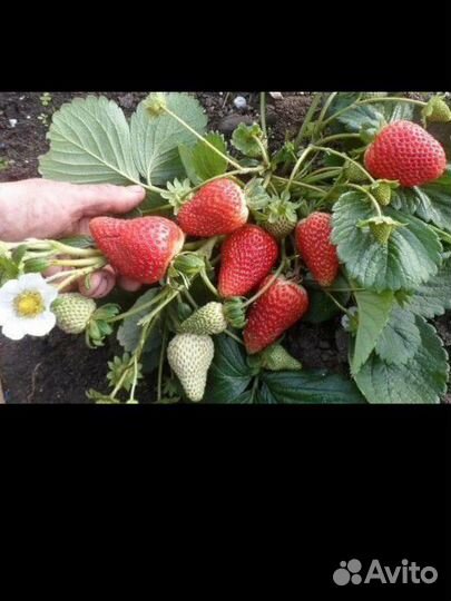 Рассада клубники Клери