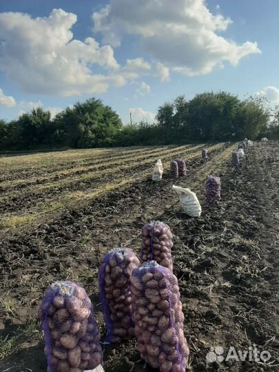 Продам картофель урожай 2023