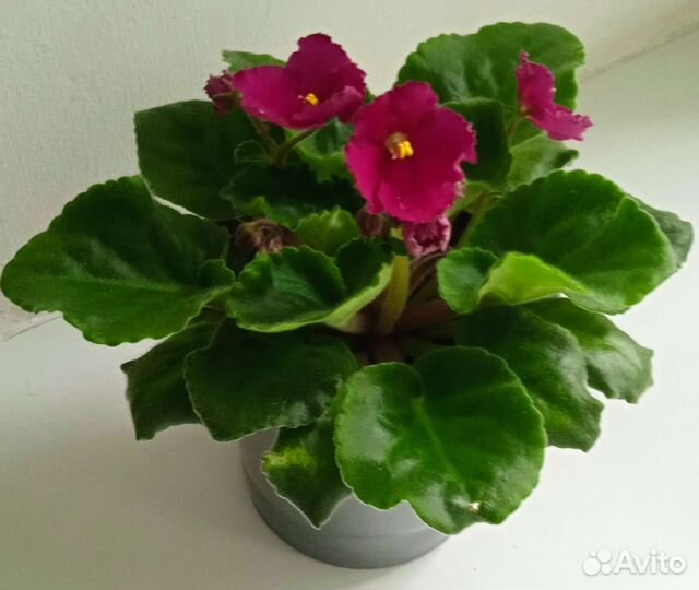 Сенполия (фиалка)