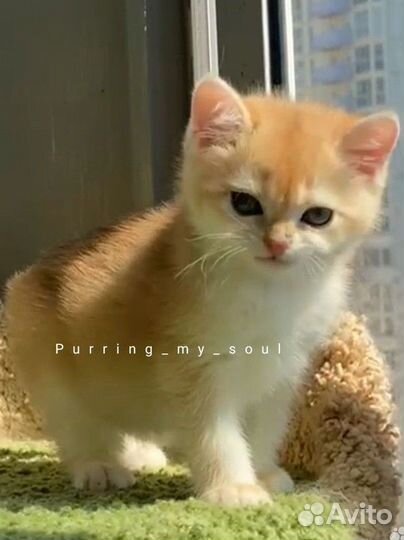 Золотая шиншилла, котята ny11, ny12 (папа ny12 )