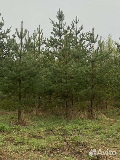 Продажа живых сосен с корнем