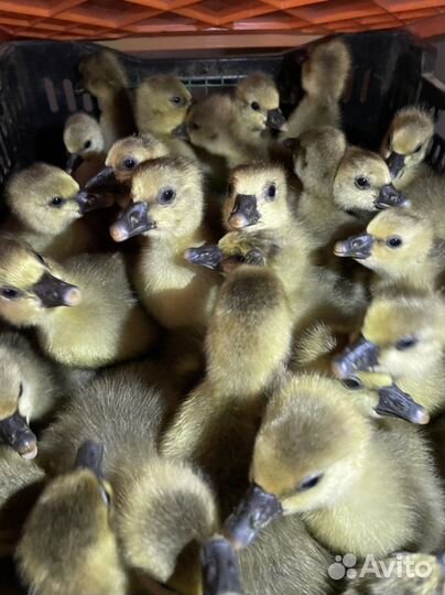 Гусята Серые крупные, Линда, Уральская белая