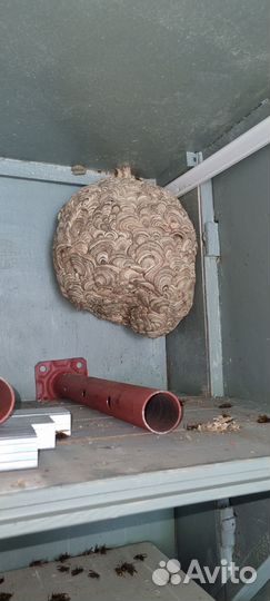 Гнездо шершня