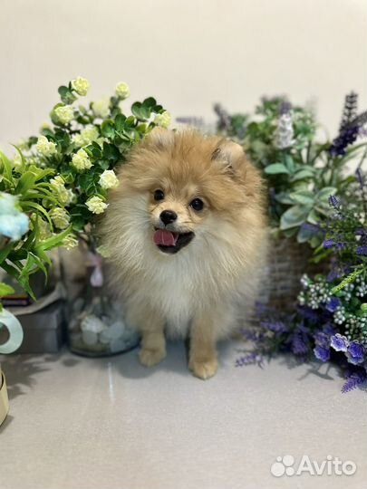 Померанский шпиц