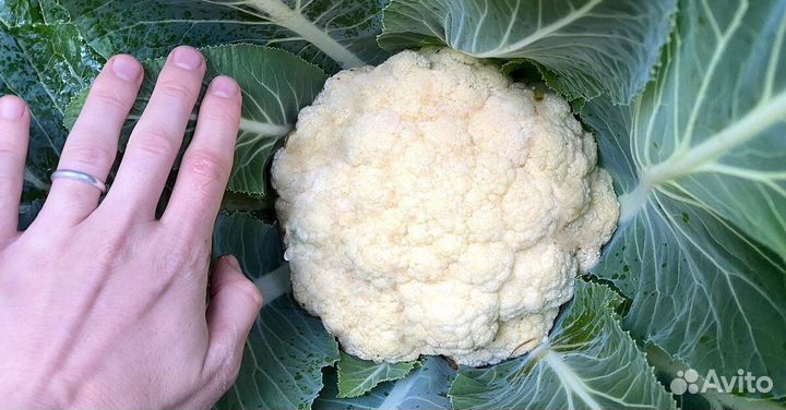 Капуста цветная