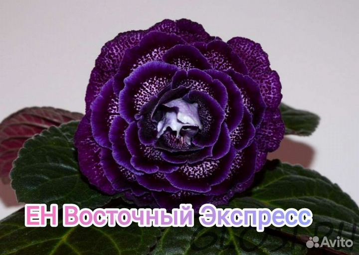 Глоксиния махровая(клубни,детки)