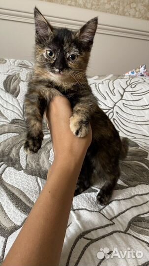 Кошка в дар