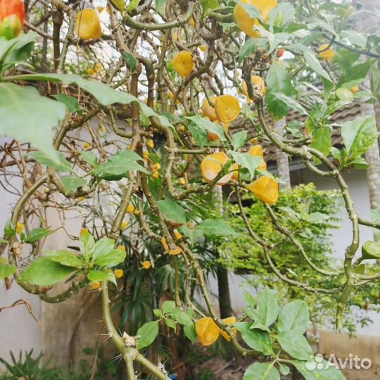 Семена Переския оранжевая/листовой кактус