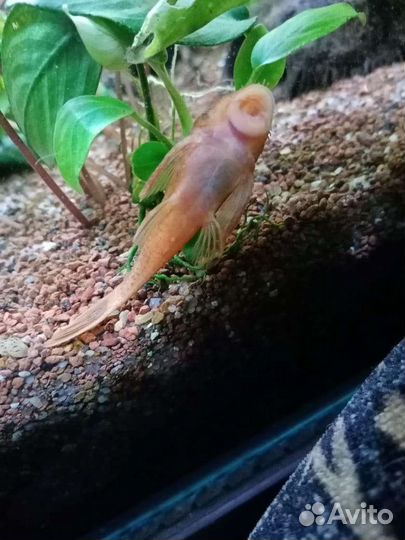 Анциструс супер ред