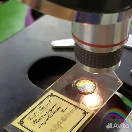 Репетитор по биологии