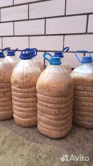 Ферментированная (пьяная) кукуруза для рыбалки