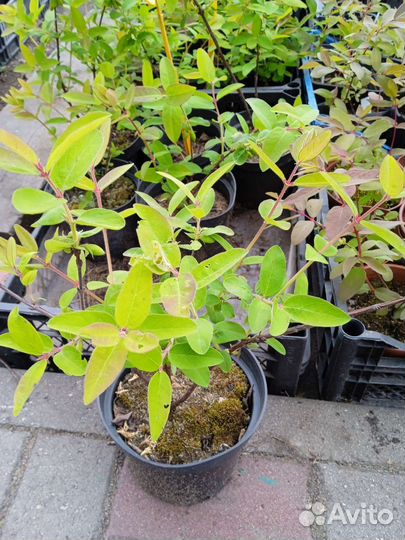 Саженцы жимолости