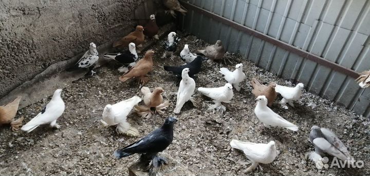 Голуби узбекские бойные