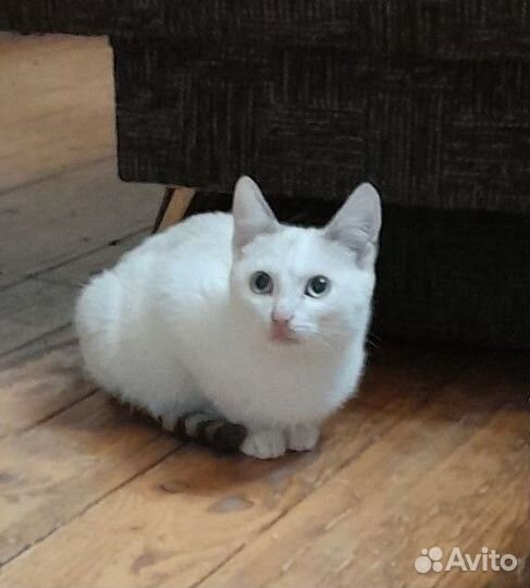 Котята мышеловы 4 мес