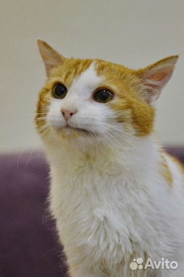 Рыжий кот в дар