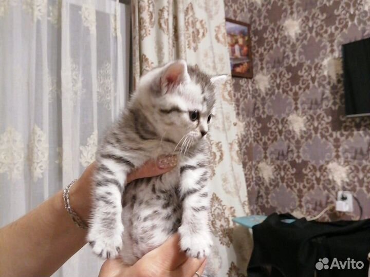 Шотландский кот вязка