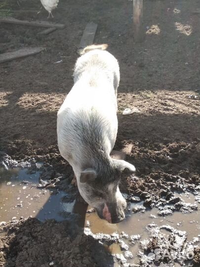 Вьетнамский хряк