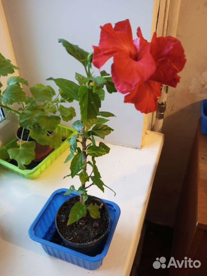 Гибискус китайская роза