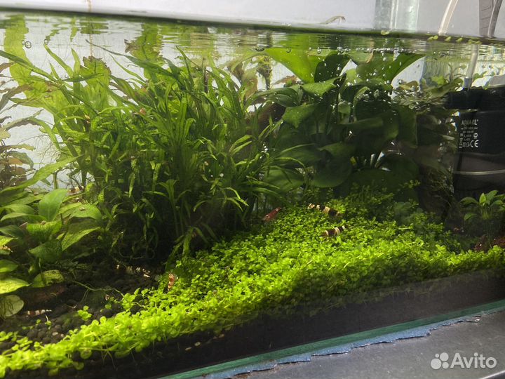 Аквариум с креветками